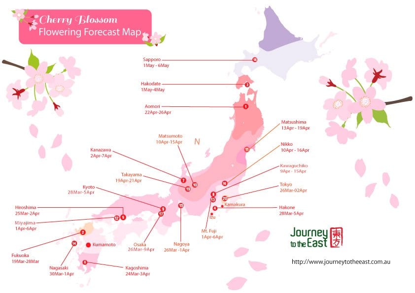 Japan Cherry Blossom Season