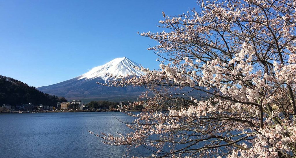 Mt Fuji with cherry blossoms