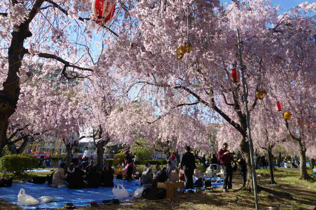 Hanami (cherry blossom viewing party) in Japan