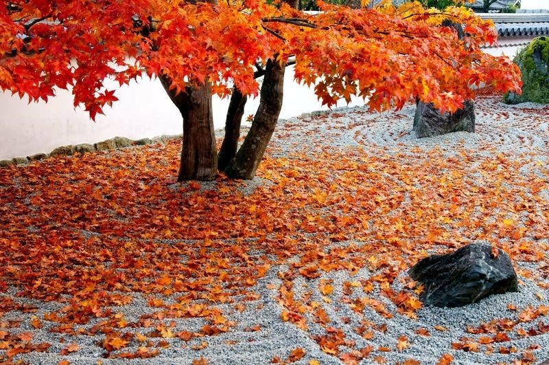 Japanese garden at Komyo zenji temple at Dazaifu, Fukuoka, Japan in autumn