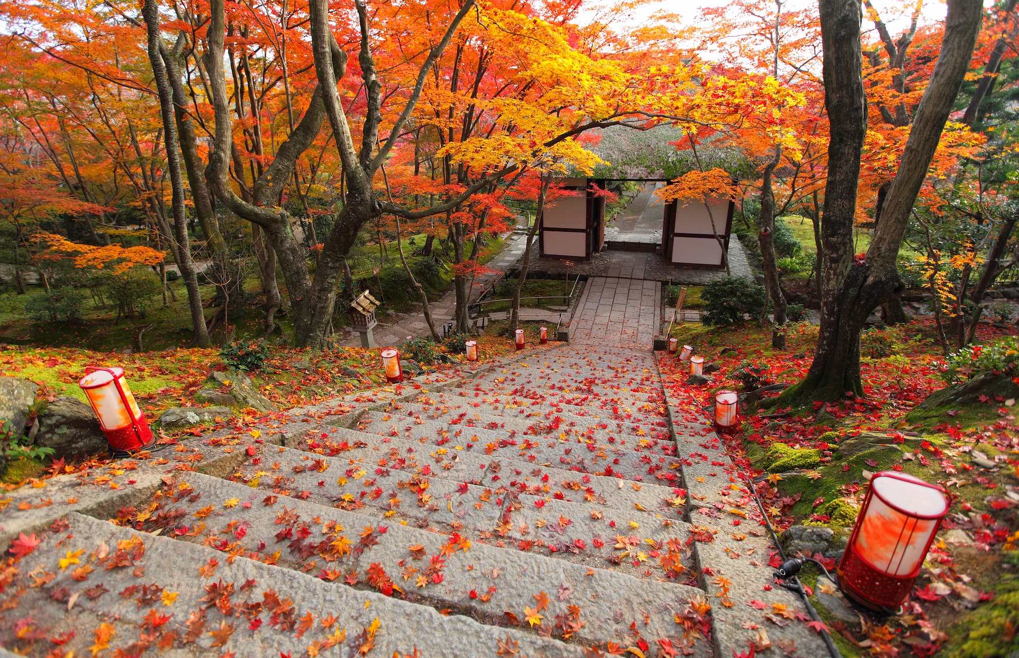 Japanese garden in autumn at Jojakkoji temple in Arashiyama, Kyoto, Japan