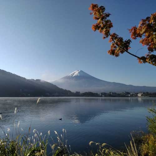 Mt Fuji and Kawaguchiko in autumn with maple leaves and Japanese silver grass taken by Reiko Yabu