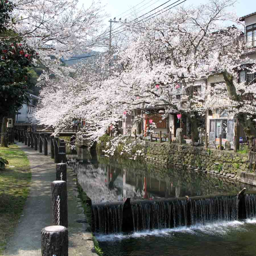 Kinosaki onsen town in cherry blossom season, JNTO
